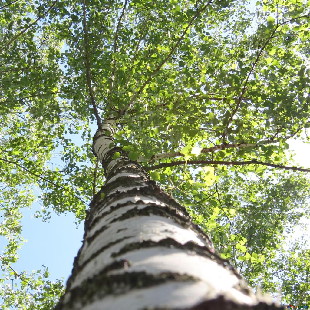 Romantic Botanic – Miraculous&nbsp;Theatre